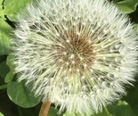 Seeing Green