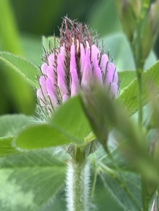 Seeing Purple