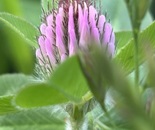 Seeing Purple