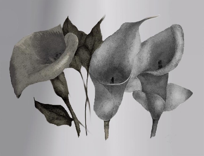 Callas in bloom