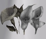 Callas in bloom
