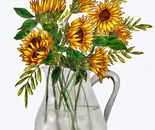 sunflowers in glass pitcher