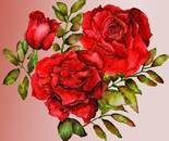 Two Red Roses