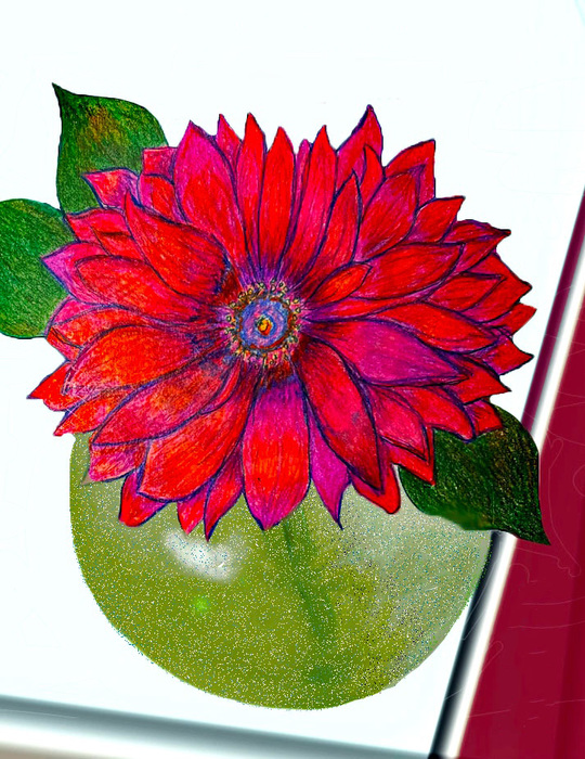Single dahlia