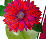 Single dahlia