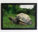 THE TURTLE