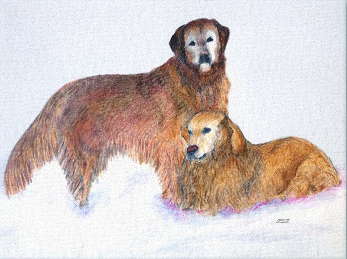 Goldens in the Snow