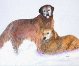 Goldens in the Snow