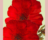 boldly red