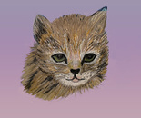 Kitten 3