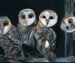 Barn owl quartet