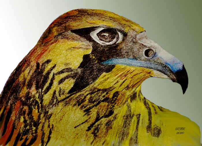 Bird beak