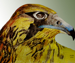 Bird beak