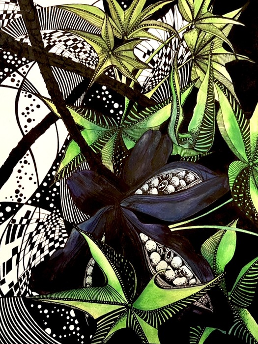 Brachychiton Seed Pods