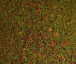 Rhapsody in Green IV