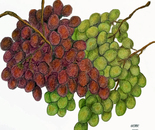 My Grapes of Wrath