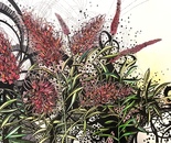 Pink Grevillea