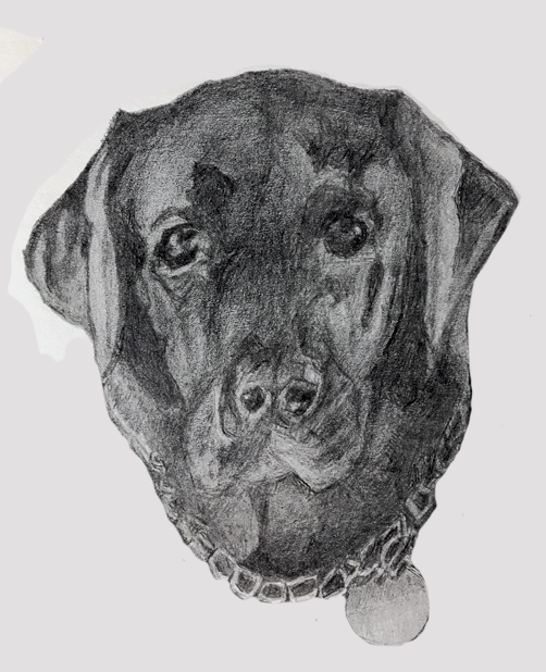 black lab beauty by Veronica Russo
