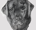 black lab beauty