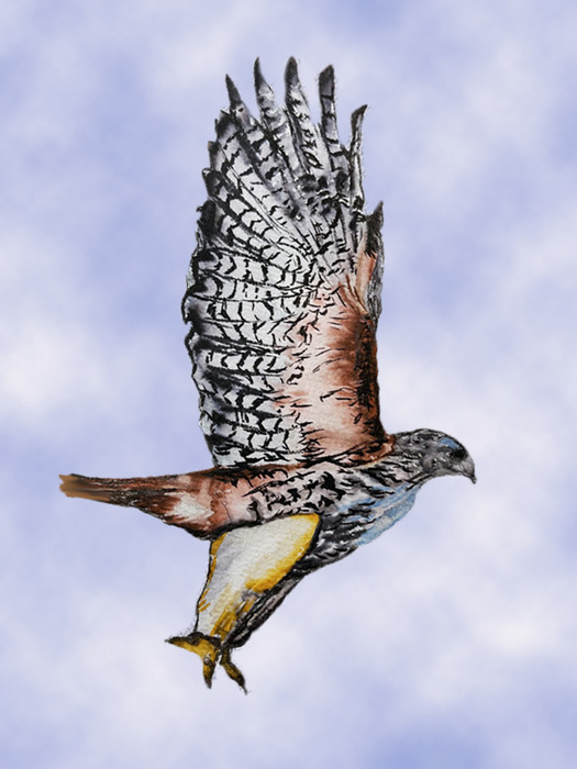 Red-tailed hawk
