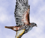 Red-tailed hawk