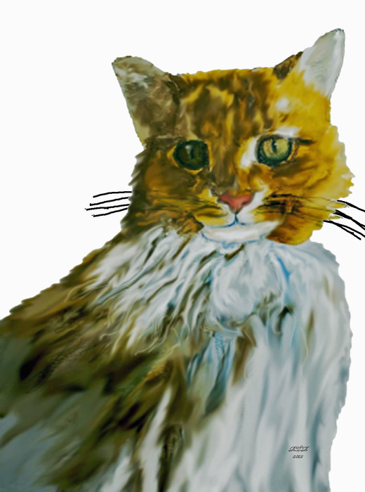 Jack;s Cat