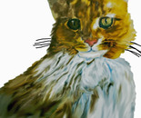 Jack;s Cat