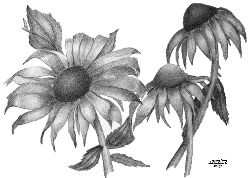 Pencil daisies