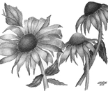 Pencil daisies