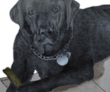 Buddy