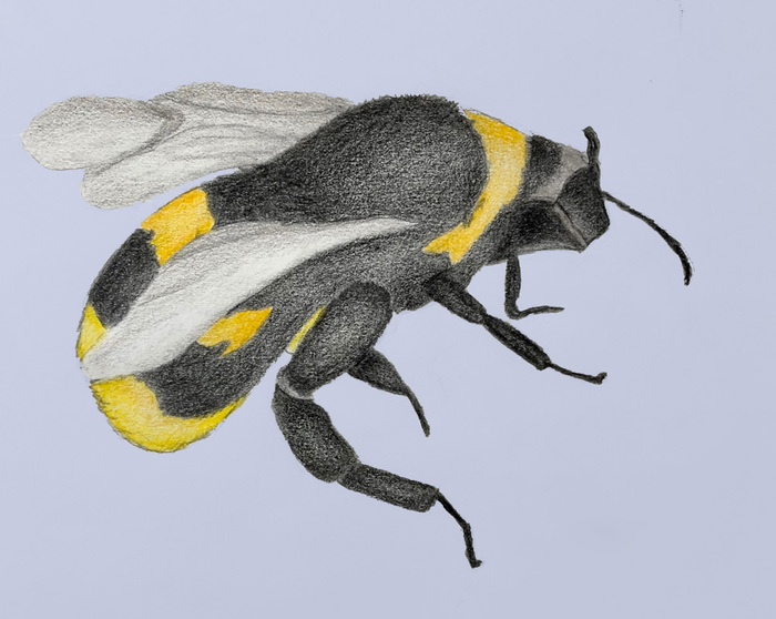 b is for bee
