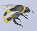 b is for bee