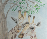 A pair of giraffes