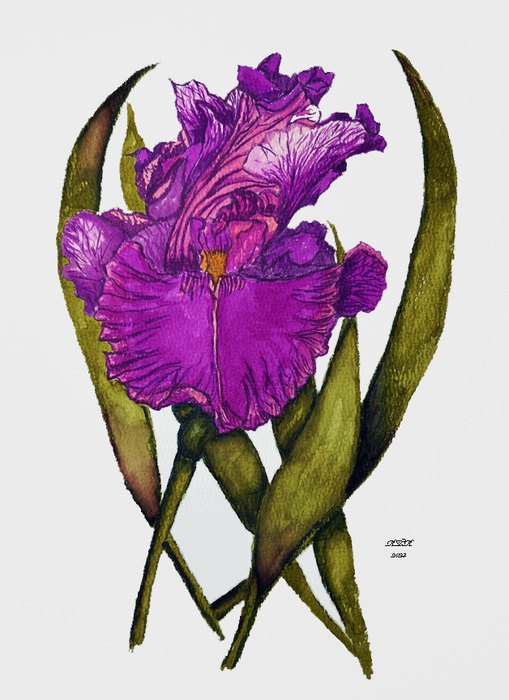 single iris