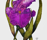 single iris