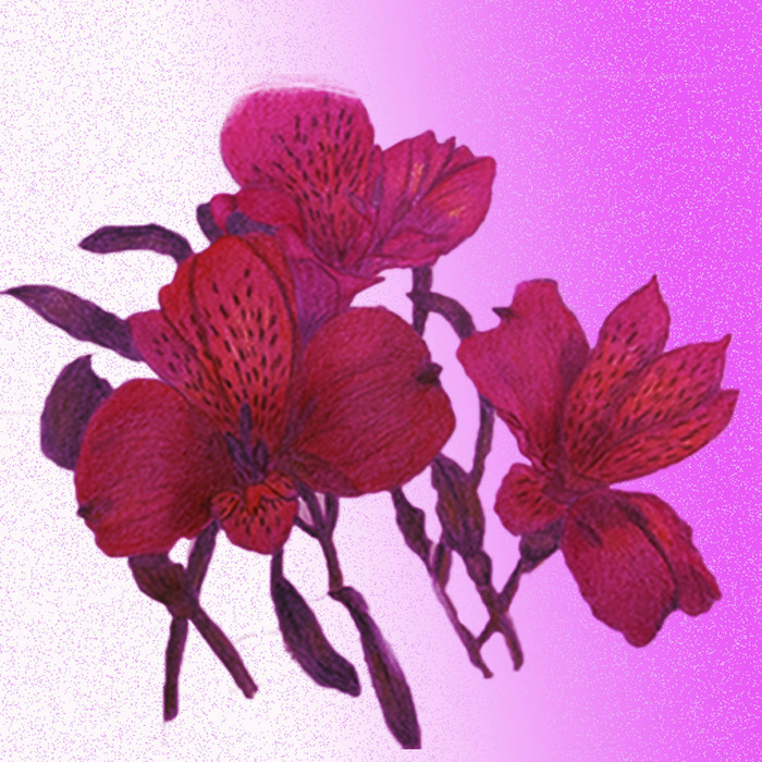 Alstroemeria