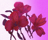 Alstroemeria