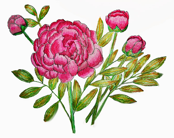 showy peonies
