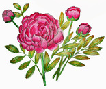 showy peonies