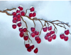 Leftover Berries