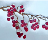 Leftover Berries