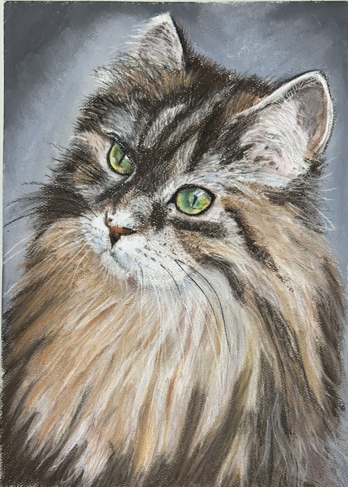 Cat Study