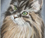 Cat Study