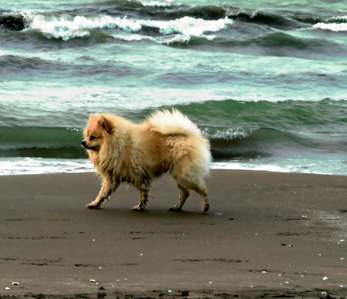 In Step with the Wave / Mitra Pourmojib / 40 × 60 cm / Nature Photography / $400 / Year not provided