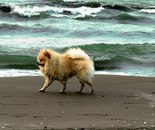 In Step with the Wave / Mitra Pourmojib / 40 × 60 cm / Nature Photography / $400 / Year not provided