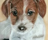 Kind Puppy / Fahimej Jamali Ghahderijani /  A4 / Pastel / Archive