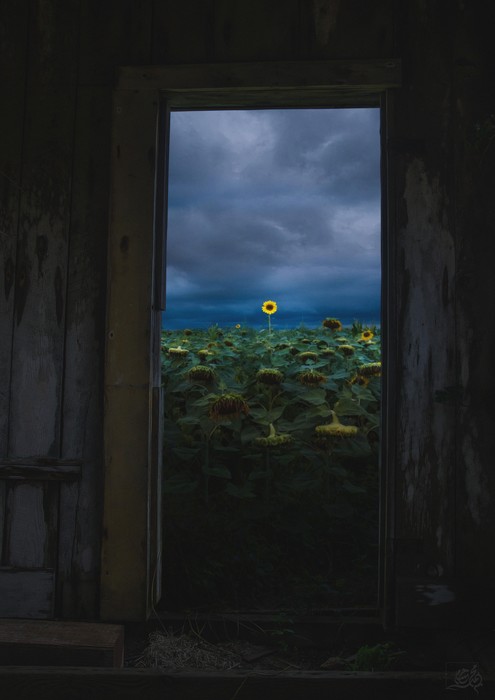 The Last Dreamer / Mohammad Hesam Abdollahi / 42 × 29.7 cm / 2024 / Digital Art / $360