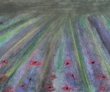 Rays of Hope by Laura Bernardeschi Nelson