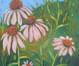 Coneflowers