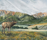 Echos Across Wallowa Valley 2000